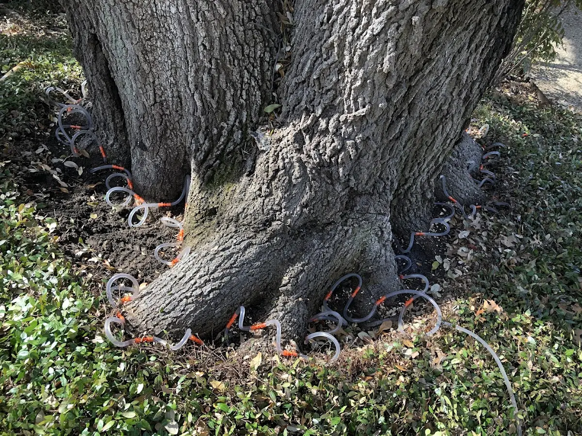Detailed Tree Cabling and Bracing job site in Spangler
