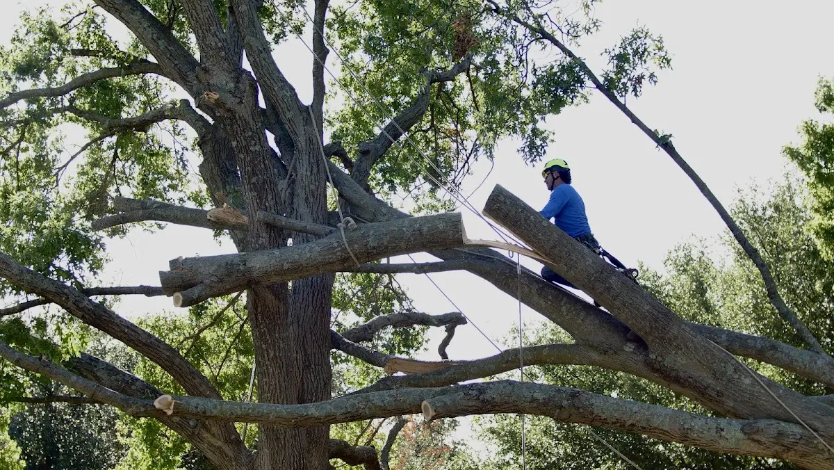 Professional Hazardous Tree Removal performed by certified arborists in Spangler
