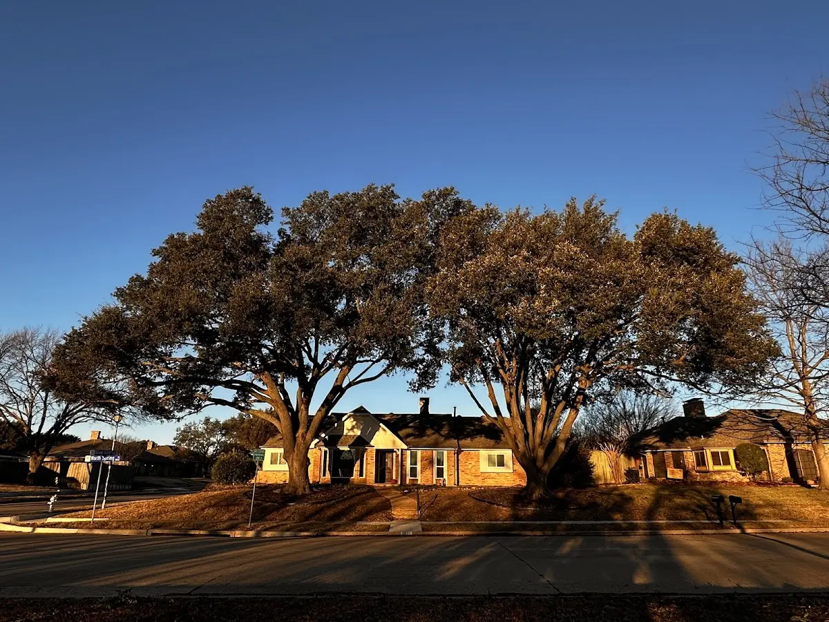 Established residential canopy tree shading a home in Spangler